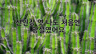 선인장 엿? 나도 처음엔 망설였어요!  🌵
