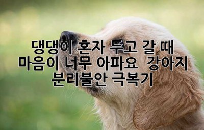 댕댕이 혼자 두고 갈 때, 마음이 너무 아파요 😭 강아지 분리불안 극복기