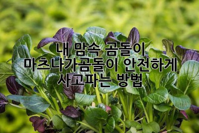 내 맘속 곰돌이, 마츠나가곰돌이 안전하게 사고파는 방법🐻