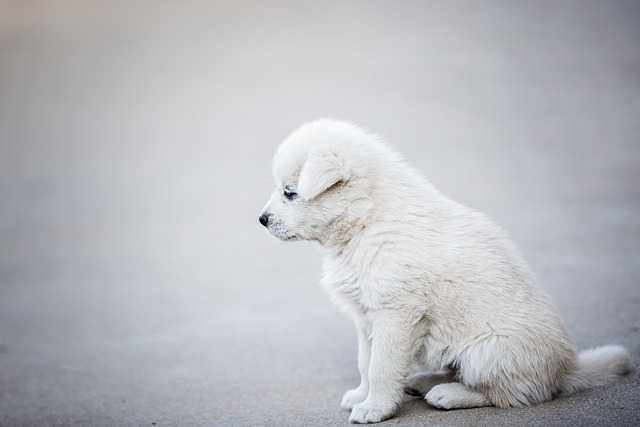 강아지산책시간009.jpg